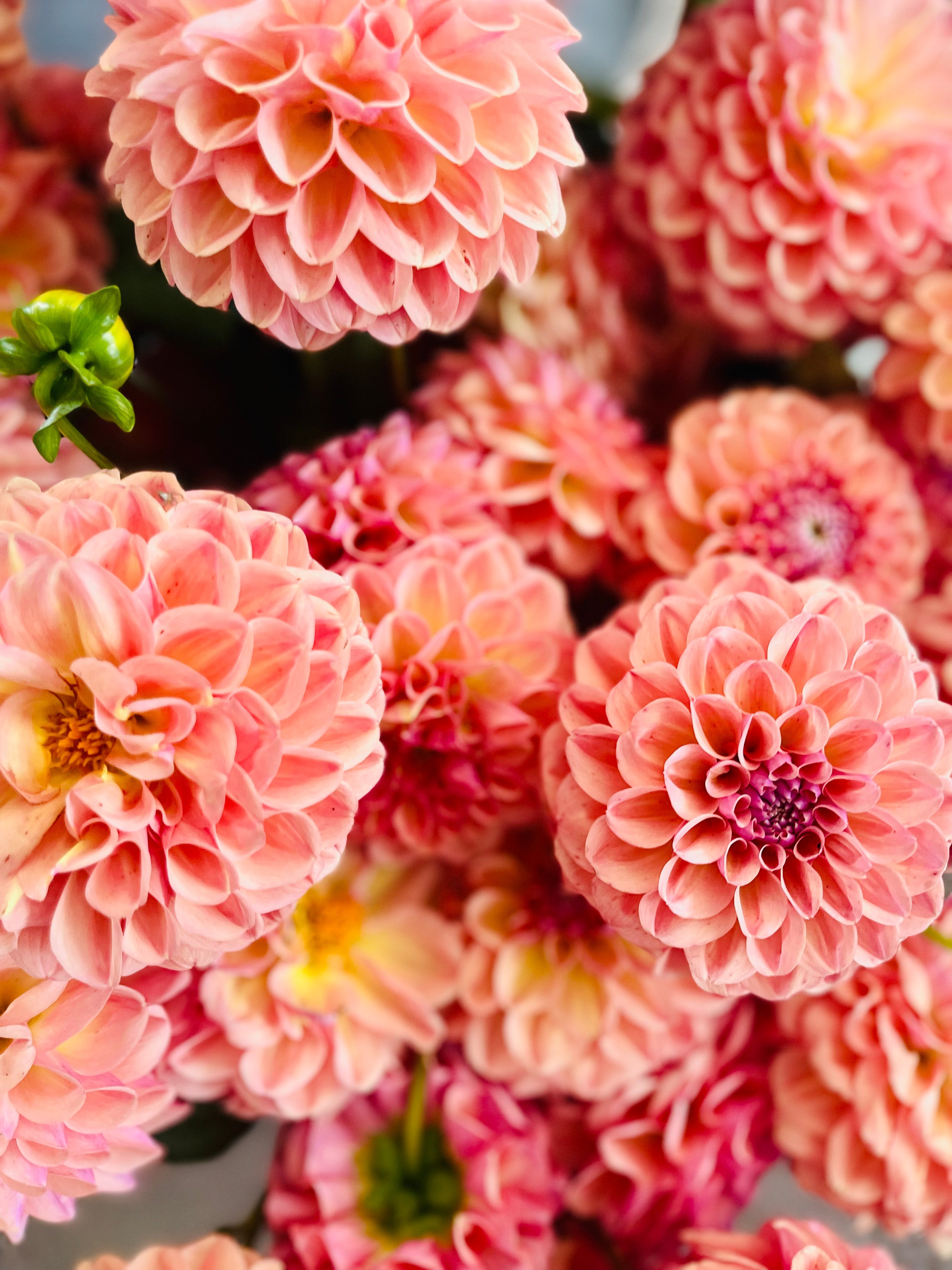 Collection « Sauge » - Calcutta floral main image 0