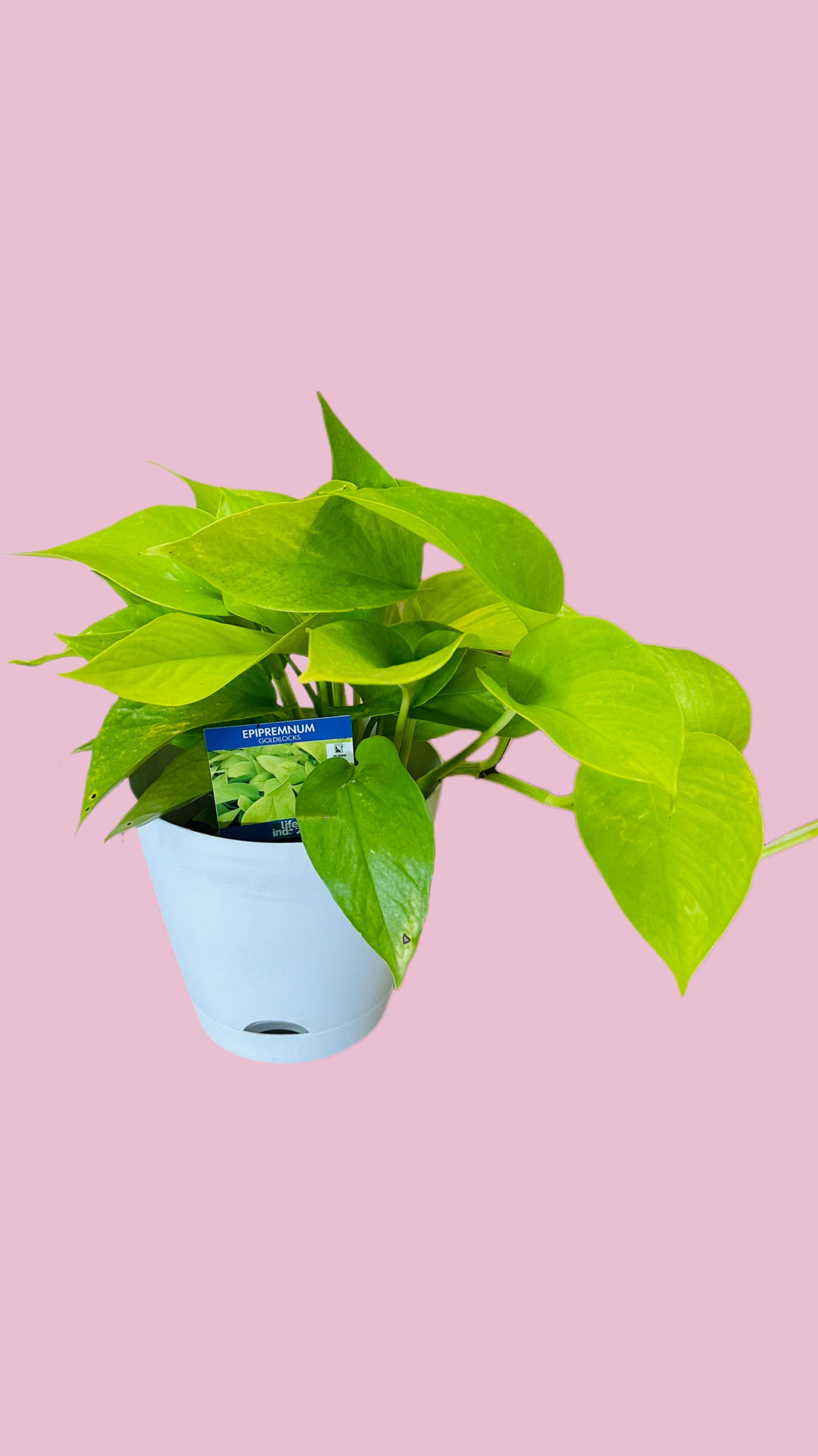 Plant + Pot Combo