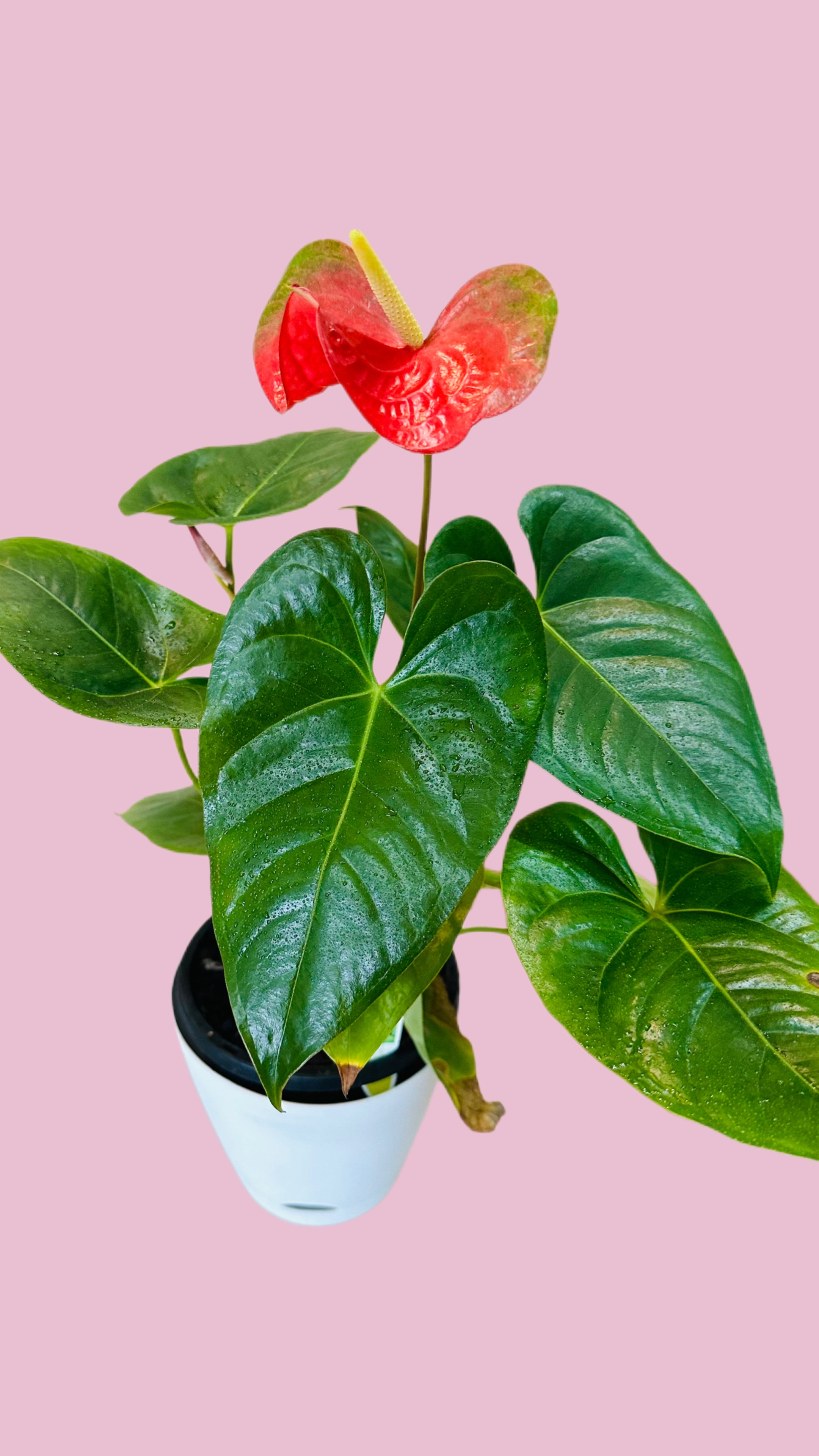 Plant + Pot Combo