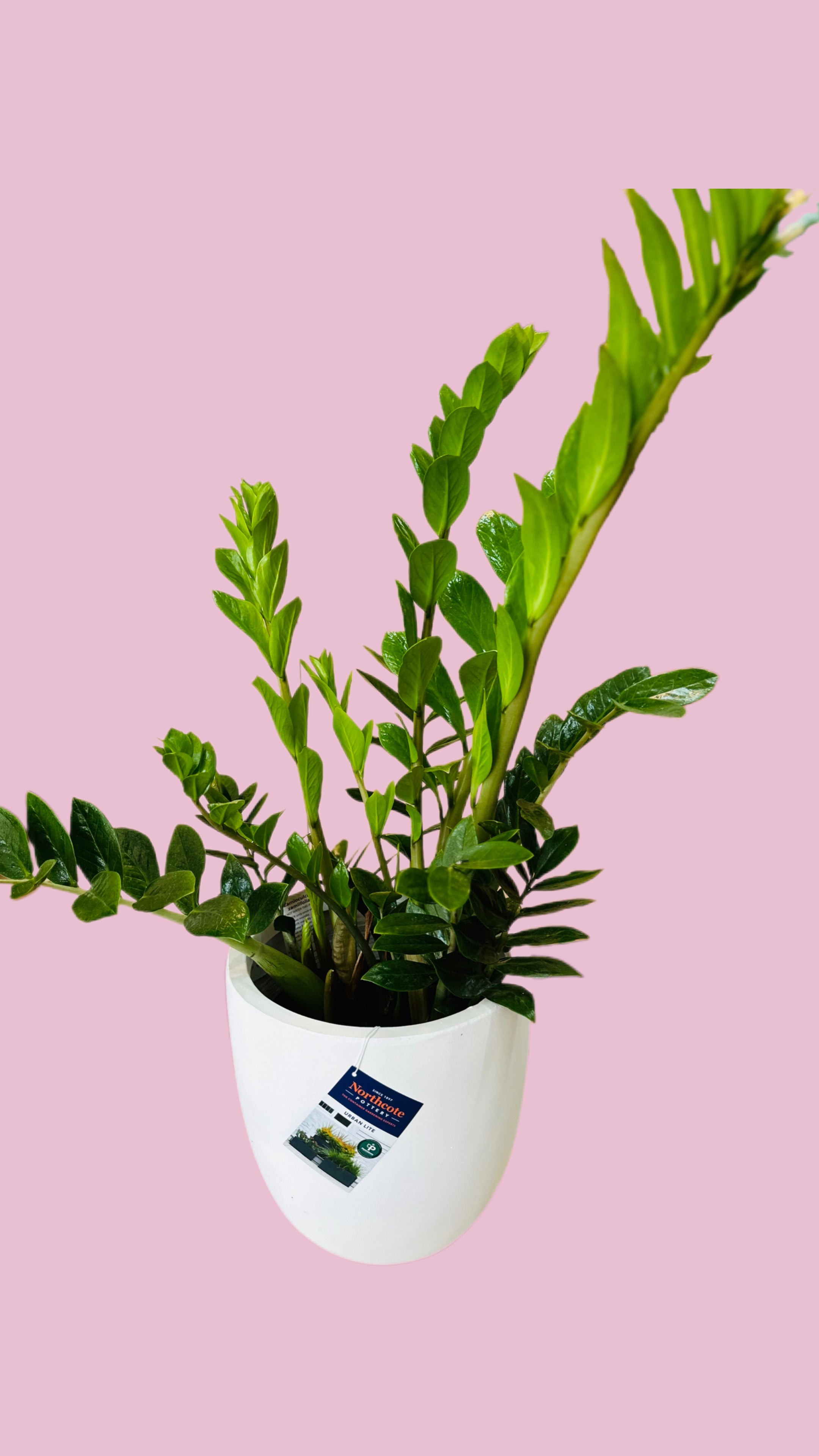 Plant + Pot Combo
