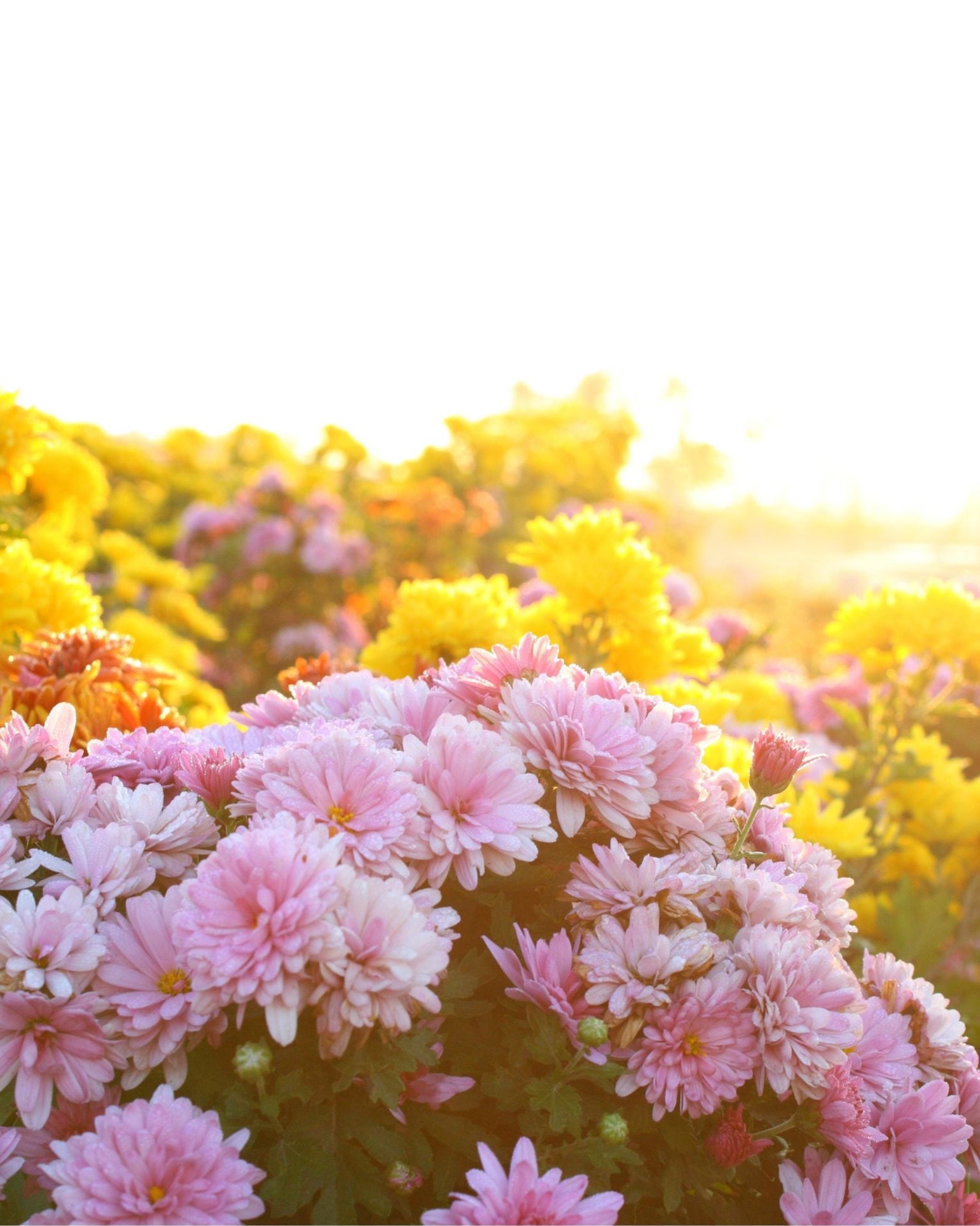 Mothers day - 140ml flowering Chrysanthemum - White wrap with ribbon