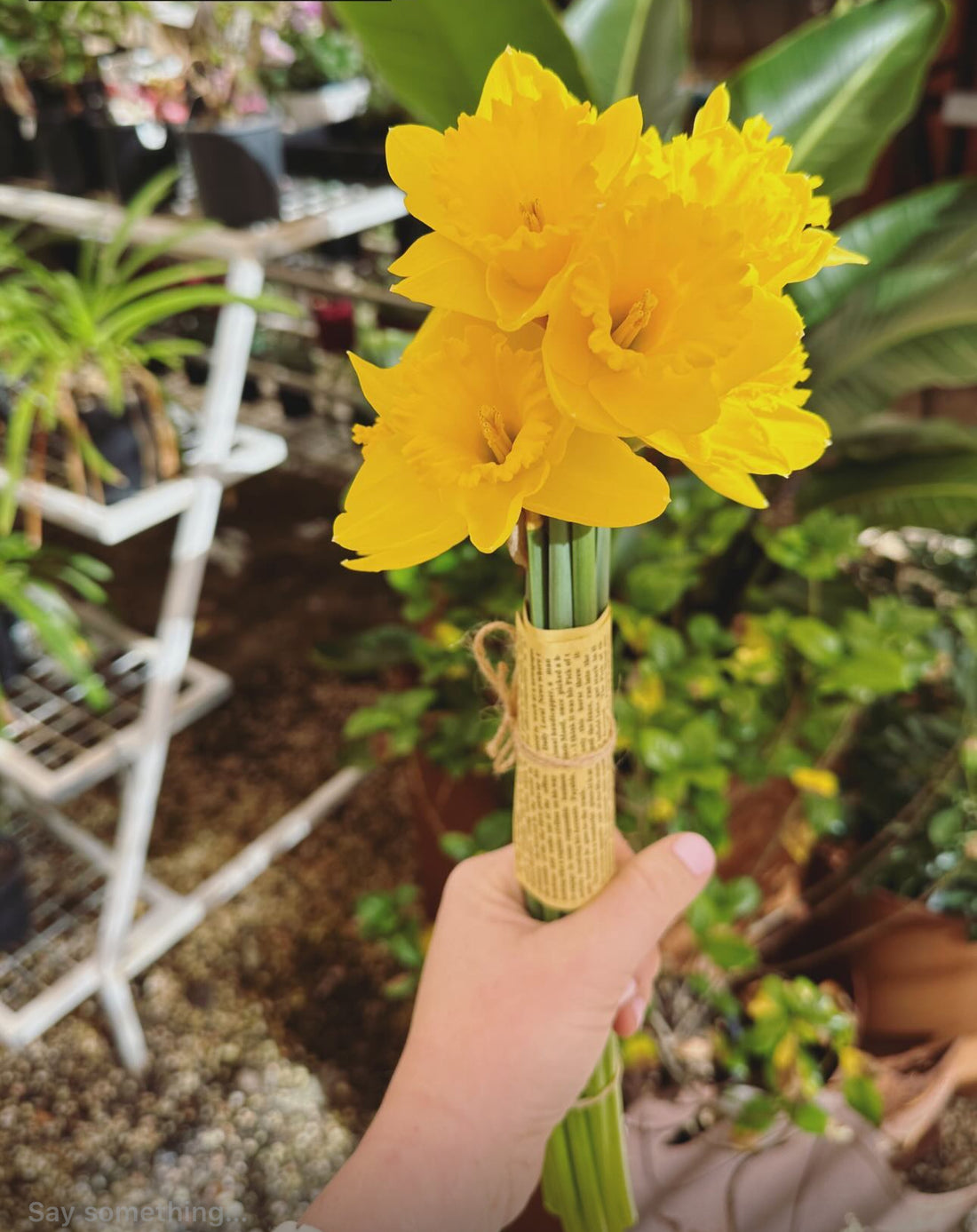 Daffodil day - Profit to cancer council- collection only on 21st August
