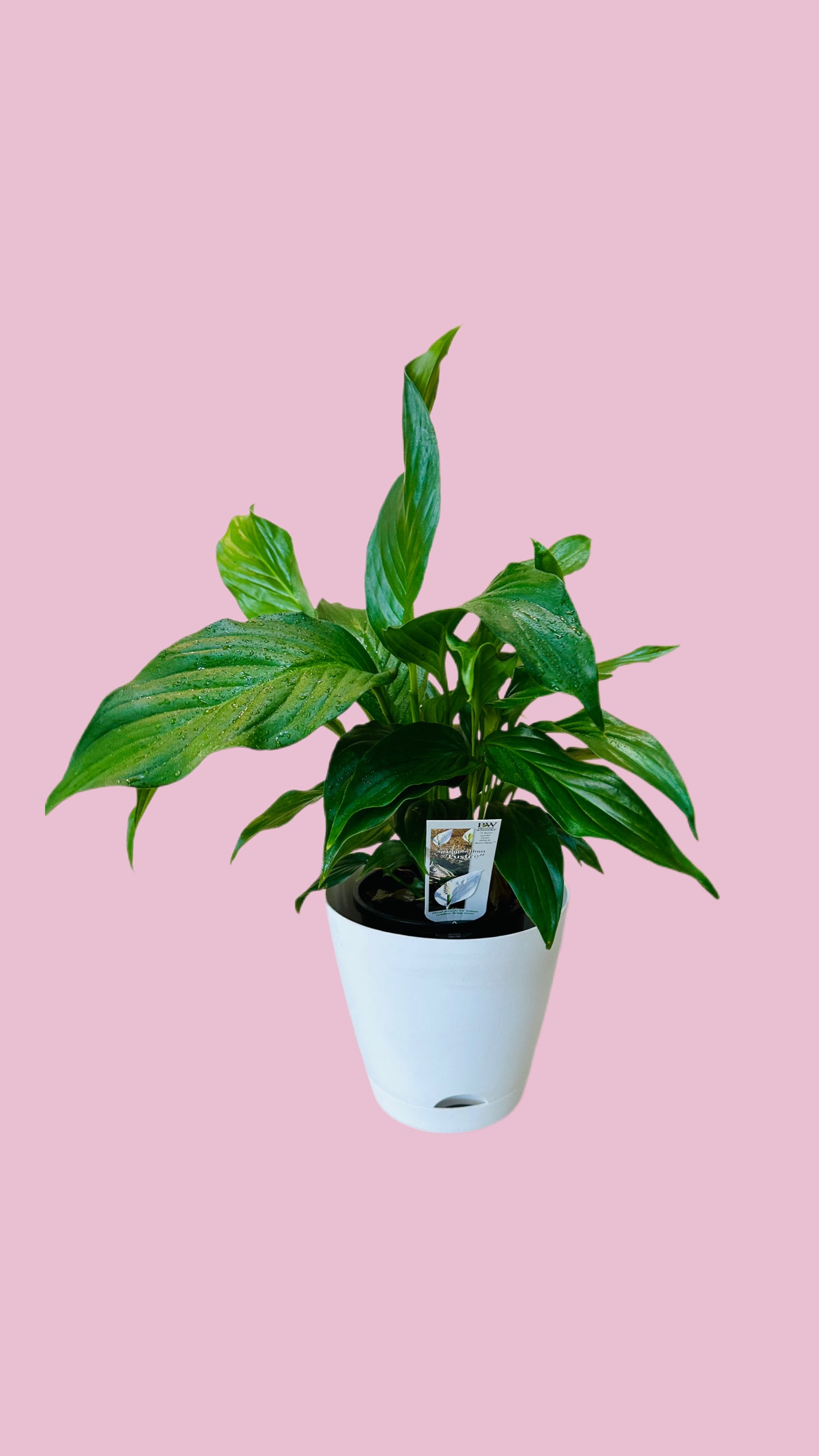 Peace Lilly and Pot