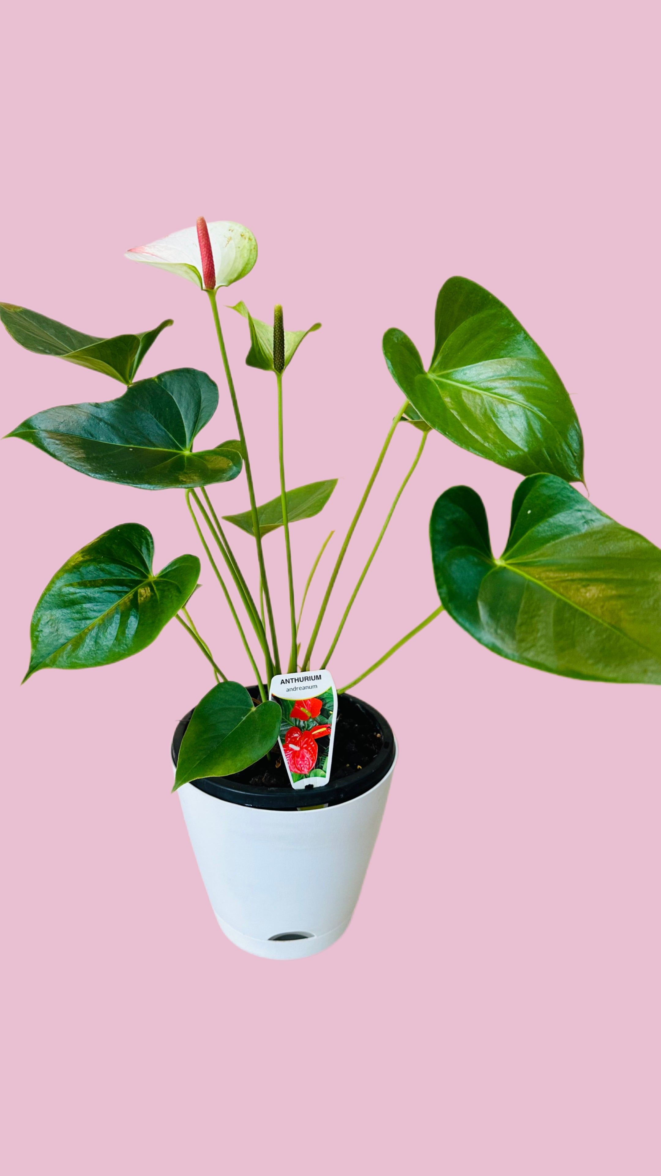 Anthurium